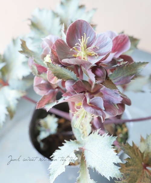 特選】 クリスマスローズ 3.5寸4ポット ステルニーロッキーズ 25年11月