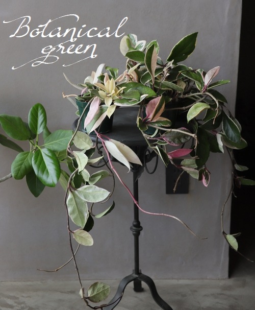 観葉植物】 ホヤ・カルノーサ『リップカラー』 吊り鉢 | すべての商品