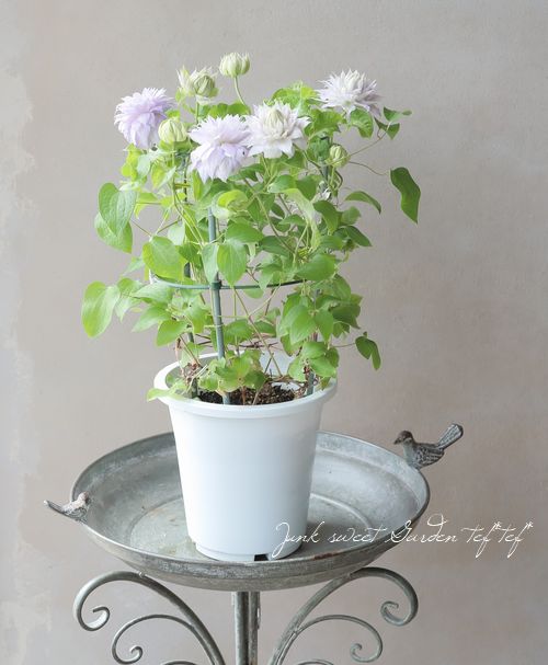 ����ޥ��� �إ٥륪�֥��������󥰡�