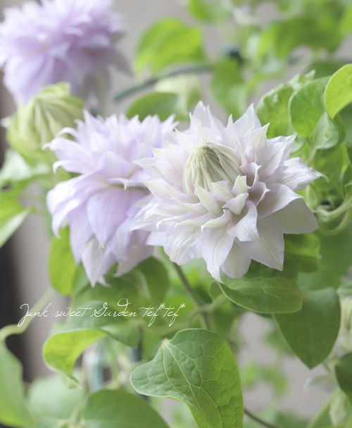 ����ޥ��� �إ٥륪�֥��������󥰡�