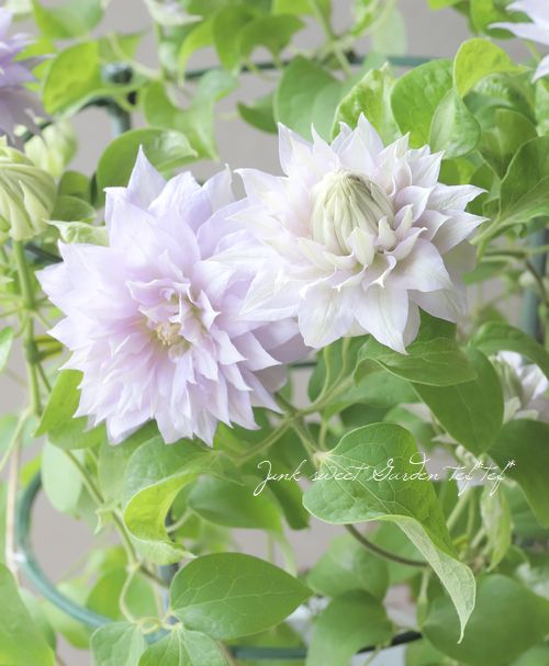 ����ޥ��� �إ٥륪�֥��������󥰡�