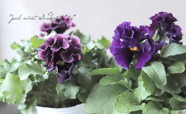 ○松原園芸さんパンジー 『アンティークラッフル』 パープル | すべて