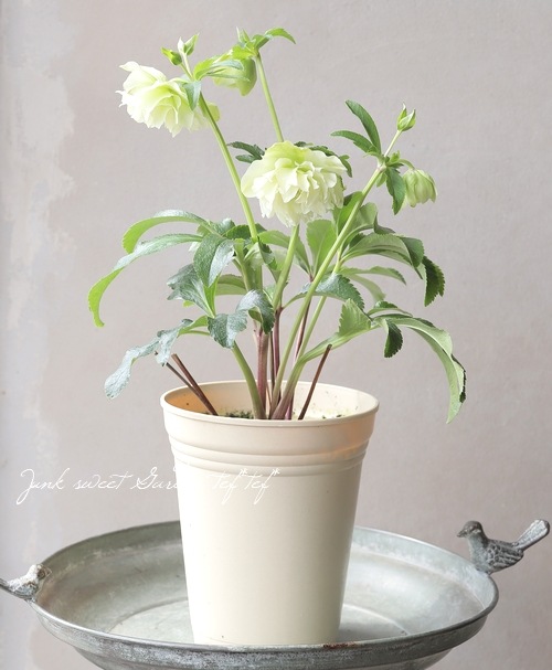 クリスマスローズ 『川久保交配・多弁ダブル』 【No.40】 | すべての