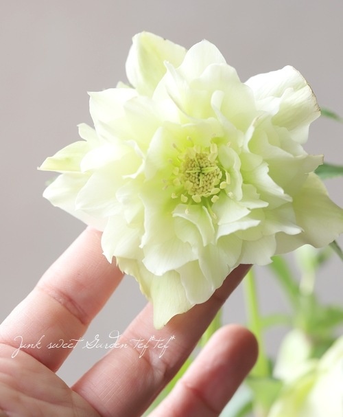 クリスマスローズ 『川久保交配・多弁ダブル』 【No.40】 | すべての