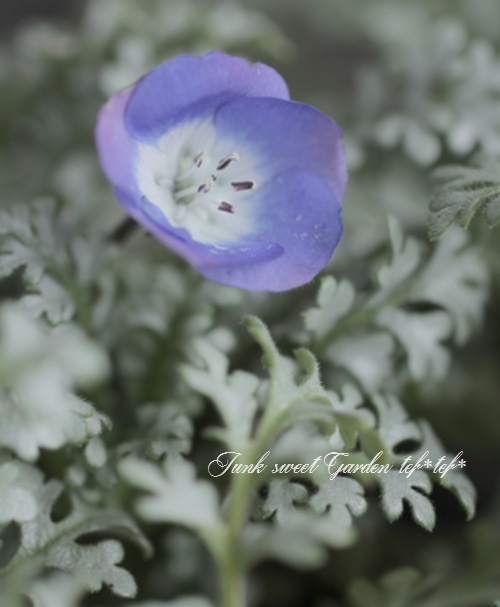 シルバーリーフのネモフィラ 『プラチナスカイ』 | すべての商品