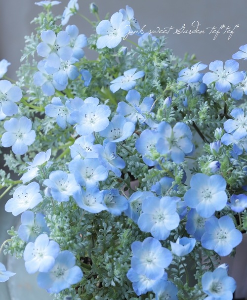 ねもふぃらページ シルバーリーフのネモフィラ 『プラチナスカイ』 | すべての商品