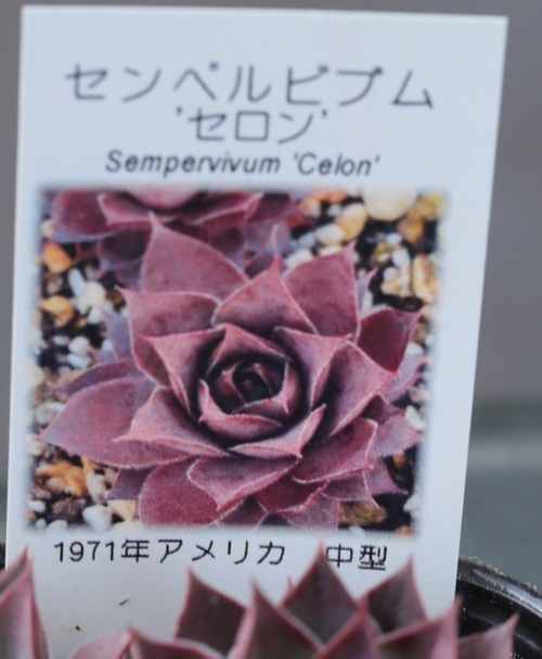 多肉植物】センペルビウム『セロン』 | Leaf Species,多肉植物