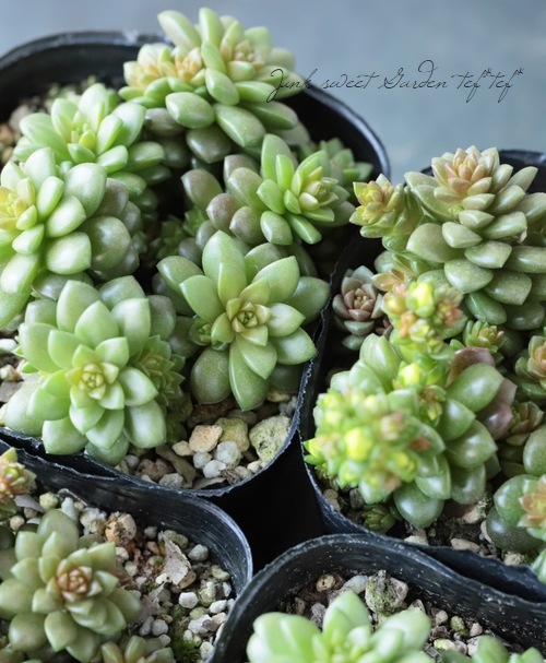 ��¿����ʪ�ۥ����� �إ�ȥ른����� �إ�ȥ를���