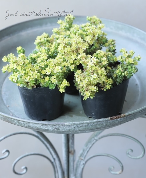 美形。優良リトルジェム1.0M(鉢底から)※ラスト1本です 美形。優良リトルジェム1.0M(鉢底から)※ラスト1本です 美形。優良