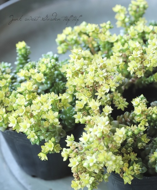 ��¿����ʪ�ۥ����� �إ�ȥ른����� �إ�ȥ를���