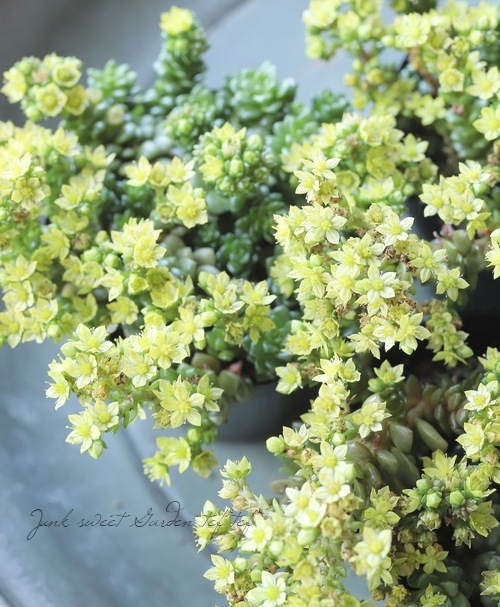 ��¿����ʪ�ۥ����� �إ�ȥ른����� �إ�ȥ를���