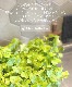 �ڲ����ڱ�� ���󥵥����إ����ץ������ �������߱ۤ�����롪