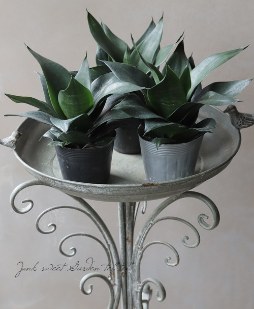 �ڴ��տ�ʪ�� ���󥹥٥ꥢ �إ֥�å��ɥ饴���