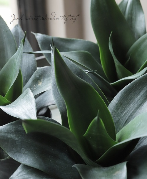 �ڴ��տ�ʪ�� ���󥹥٥ꥢ �إ֥�å��ɥ饴���