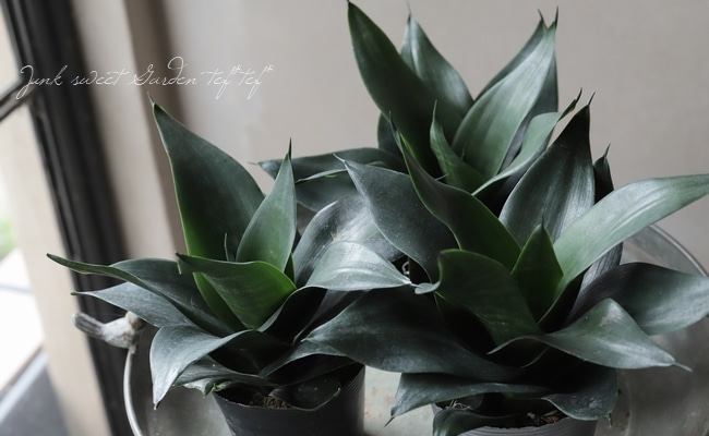 観葉植物】 サンスベリア 『ブラックドラゴン』 | すべての商品