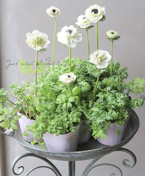 八重咲きアネモネ 『アンアリス』 【ホワイト系】 | すべての商品