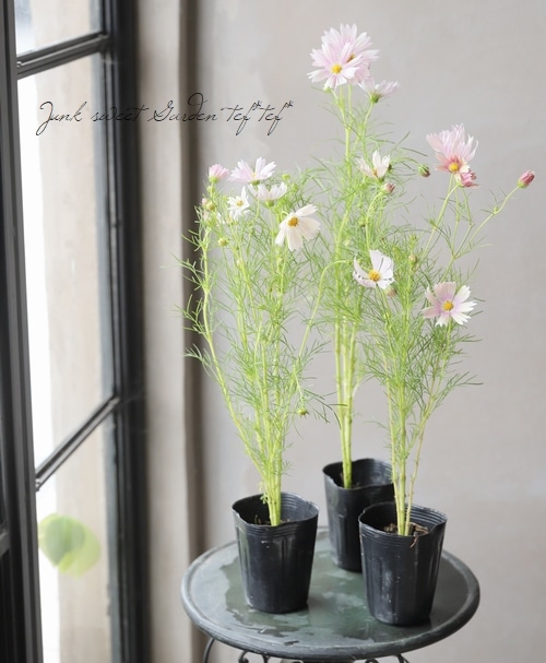 ♡こりあん♡様リクエスト　アザレ　ニューグリーンコスモ ニューグリーンコスモ21＜美容液＞｜製品のご案内｜アザレ化粧品