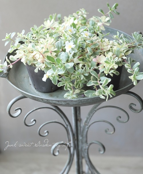 斑入りポーチュラカ 『Milk＆Berry』 | すべての商品 | | Junk sweet