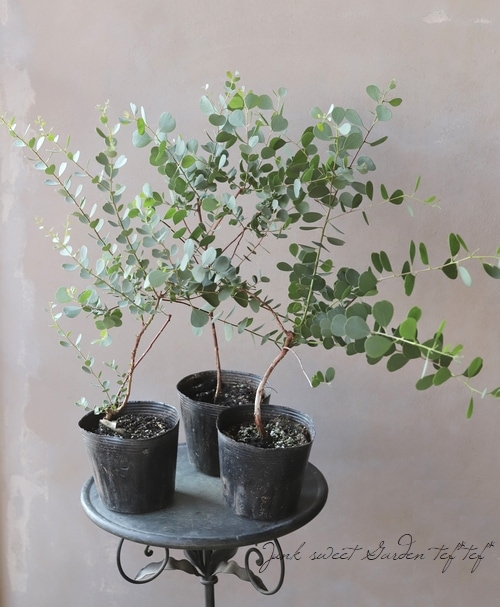 ハートリーフ・ユーカリ 『ウェブステリアナ』 | すべての商品