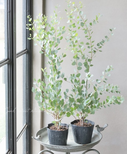 ハートリーフ・ユーカリ 『ウェブステリアナ』 | すべての商品