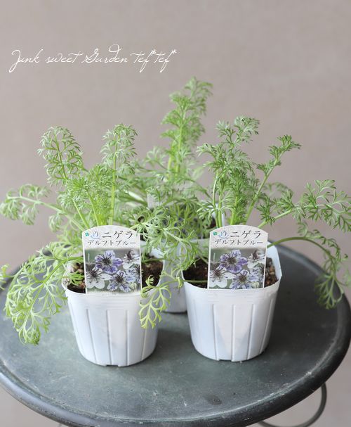 高澤さん生産】ニゲラ・パピロサ 『デルフトブルー』 | すべての商品