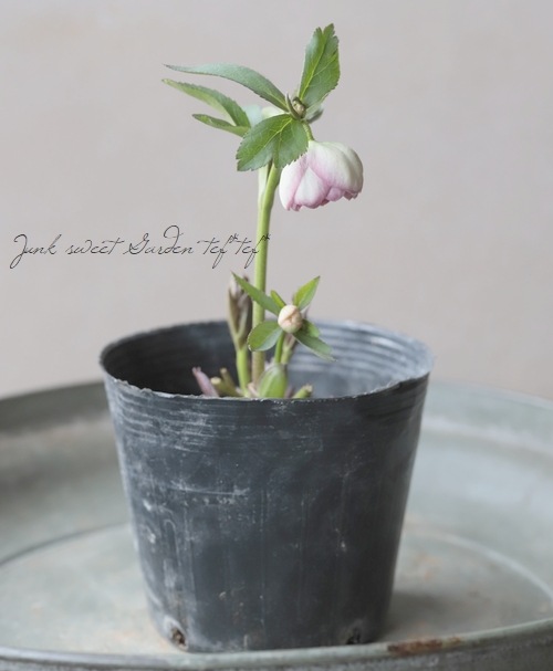 大和園】 クリスマスローズ 『リバーシブルピンクダブルカップ咲き