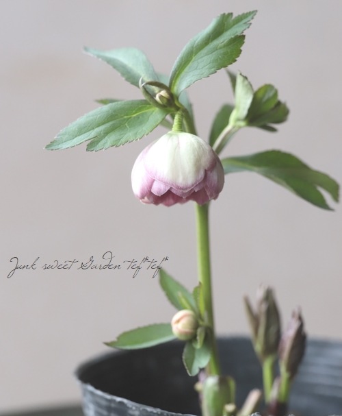 大和園】 クリスマスローズ 『リバーシブルピンクダブルカップ咲き