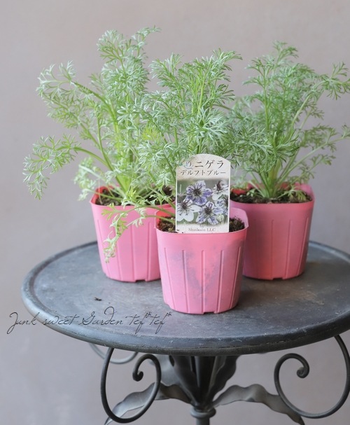 高澤さん生産】ニゲラ・パピロサ 『デルフトブルー』 | すべての商品