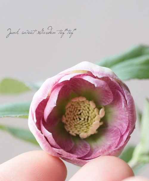 大和園】 クリスマスローズ 『リバーシブルピンクダブルカップ咲き