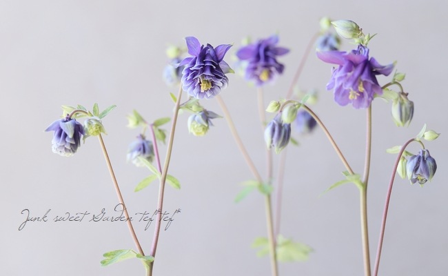 西洋オダマキ レプレコンゴールド 斑入り レクレチャム 花後価格 すべての商品 Junk Sweet Garden Tef Tef 西洋オダマキ レプレコンゴールド 斑入り レクレチャム 花後価格 すべての商品 Junk Sweet Garden Tef Tef