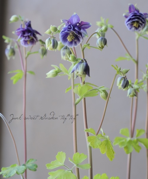 西洋オダマキ レプレコンゴールド 斑入り レクレチャム 花後価格 すべての商品 Junk Sweet Garden Tef Tef 西洋オダマキ レプレコンゴールド 斑入り レクレチャム 花後価格 すべての商品 Junk Sweet Garden Tef Tef