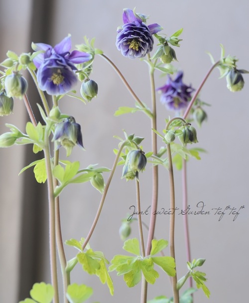 西洋オダマキ レプレコンゴールド 斑入り レクレチャム 花後価格 すべての商品 Junk Sweet Garden Tef Tef 西洋オダマキ レプレコンゴールド 斑入り レクレチャム 花後価格 すべての商品 Junk Sweet Garden Tef Tef