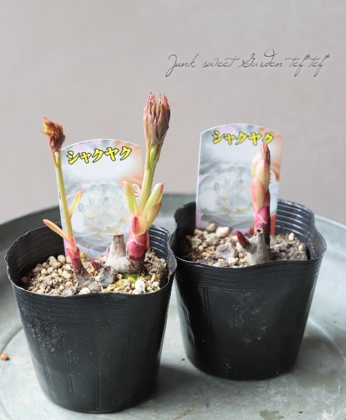 芍薬 『八重咲きホワイト』 | すべての商品 | | Junk sweet Garden tef
