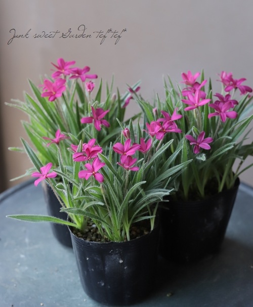 ���åĺ� �إࡼ���롼�����