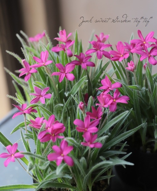 ���åĺ� �إࡼ���롼�����