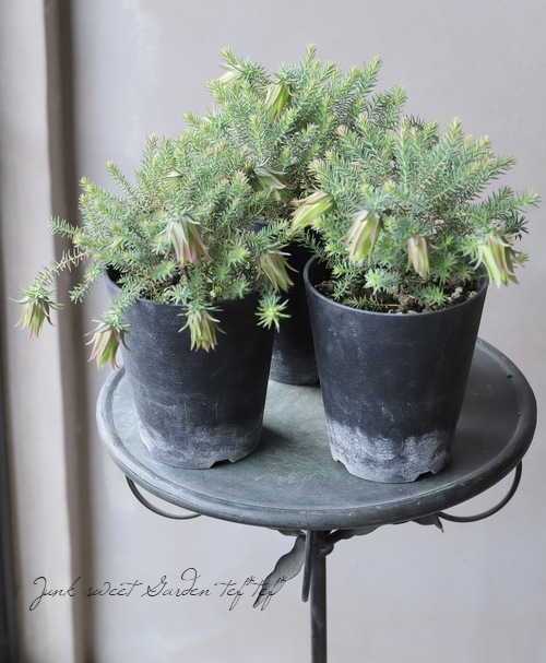 常緑小低木ダーウィニア 『オキシリピス』 | すべての商品 | | Junk