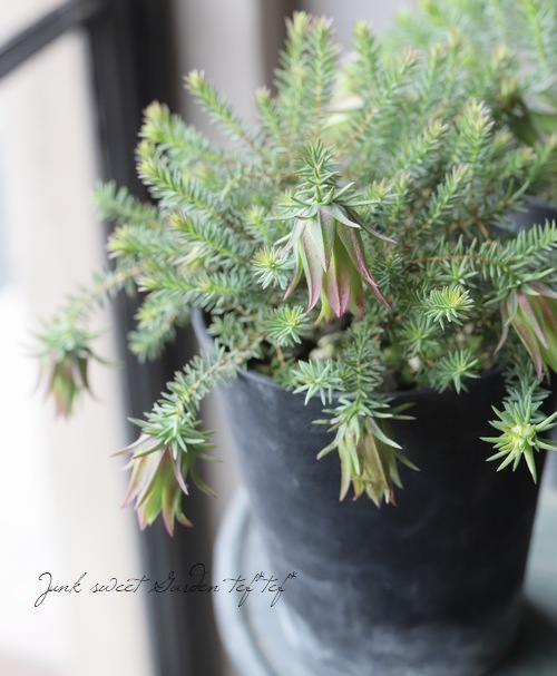 常緑小低木ダーウィニア 『オキシリピス』 | すべての商品 | | Junk