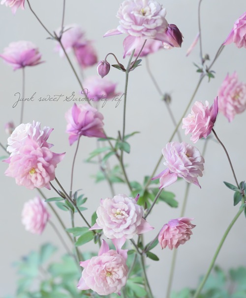 ��LUXURY SELECTION�ۡػ���ʼ�M��tef*tef*���ꥸ�ʥ롪�����ޥ��ں餭�ʤߡ��ָ����20��off��