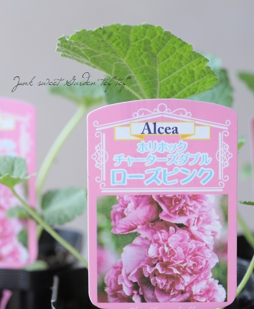 セール中♡ ローズピンク St・Rose(セイントローズ) | 株式会社ローズテラス