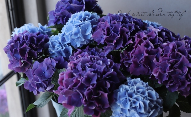 秋色紫陽花品種 『2品種MIX植え』 | すべての商品 | | Junk sweet