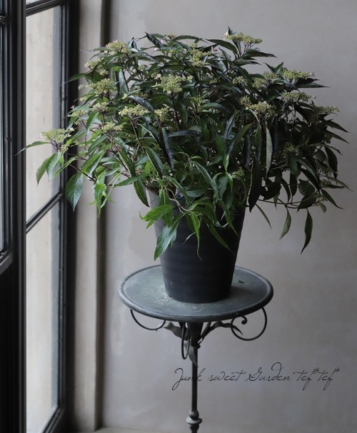 黒葉 山紫陽花 黒竜 コクリュウ すべての商品 Junk Sweet Garden Tef Tef