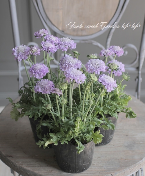 矮性スカビオサ エコーブルー すべての商品 Junk Sweet Garden Tef Tef 矮性スカビオサ エコーブルー すべての商品 Junk Sweet Garden Tef Tef