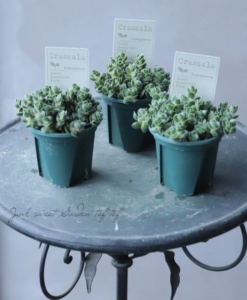 多肉植物】 クラッスラ・ラヌギノーサ 『デービット』 | すべての商品