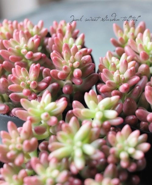 ✿多肉植物・オーロラ✿ 多肉植物】 セダム 『オーロラ』 | すべての商品 | | Junk sweet