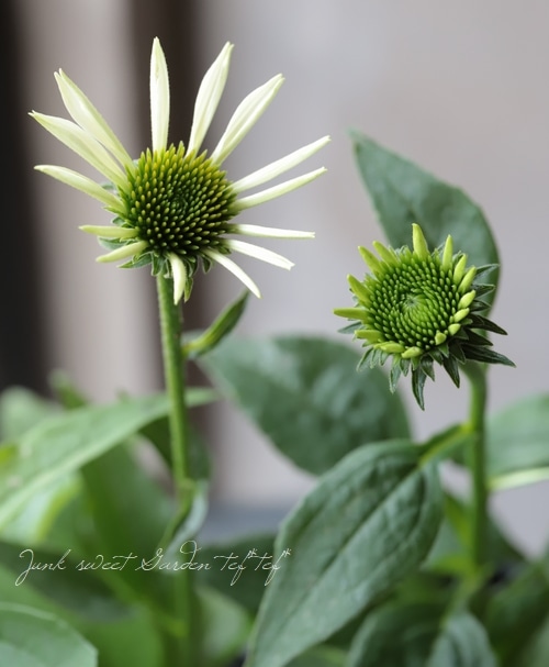 八重咲きエキナセア 『ホワイトダブルデライト』 植えっぱなしOK