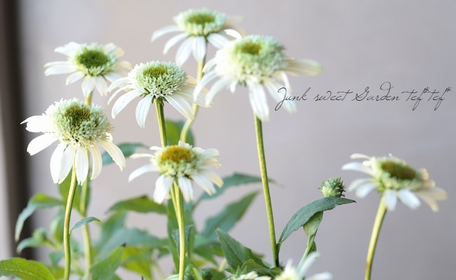 八重咲きエキナセア 『ホワイトダブルデライト』 植えっぱなしOK