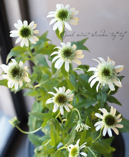 八重咲きエキナセア 『ホワイトダブルデライト』 植えっぱなしOK