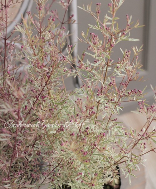 斑入りボロニア・ピナータ 『ホワイトラブ』 | すべての商品 | | Junk