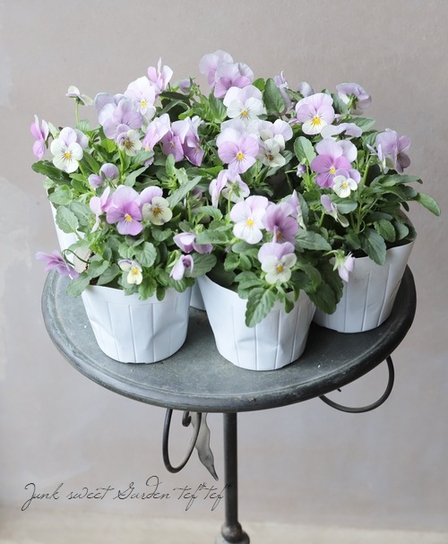 �ӥ��顦���ɥޥ��䡼���إԥ󥯥��ץ饤����