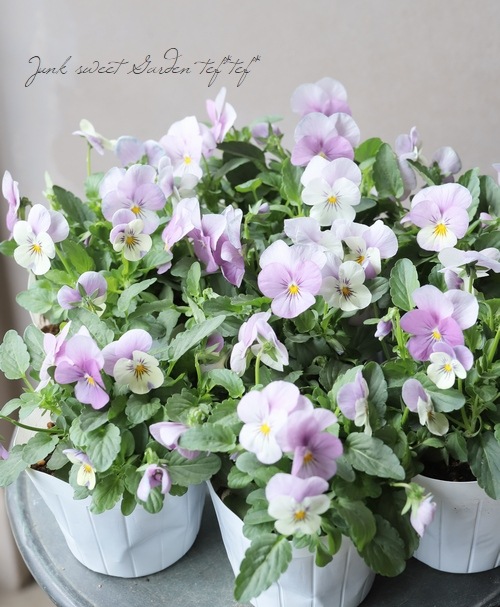 �ӥ��顦���ɥޥ��䡼���إԥ󥯥��ץ饤����